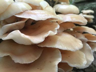 Oyster Mushroom Identification: Pictures, Habitat, Season & Spore Print | Pleurotus ostreatus