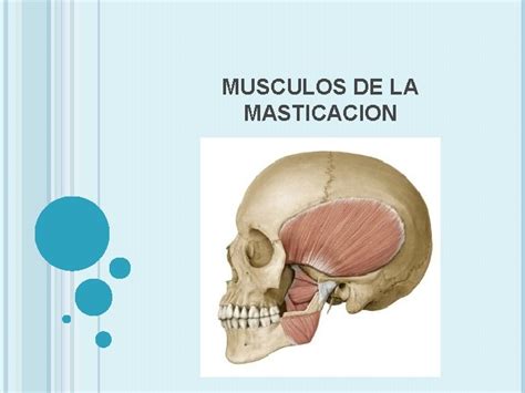 MUSCULOS DE LA MASTICACION MUSCULO MASETERO ORIGEN Arco