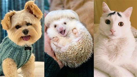 20 Instagram-famous animals to follow for a cuter timeline | Mashable