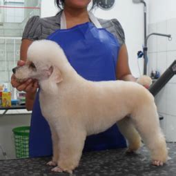 Raca Poodle Tipo Tosa 3 Dicas Boas Pra Cachorro