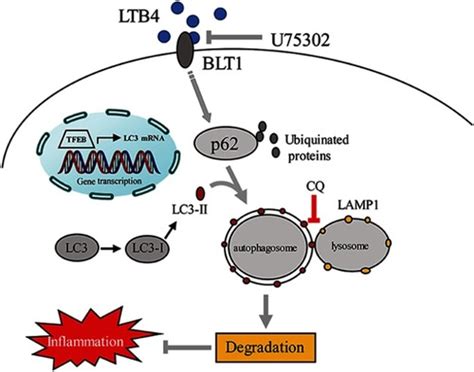 full article therapeutic potential  blt antagonist  copd