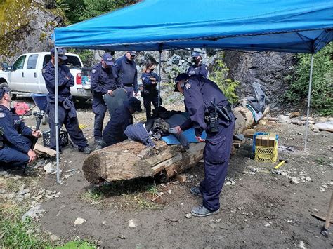 Rcmp Make 11 Arrests At Old Growth Logging Blockades On Vancouver