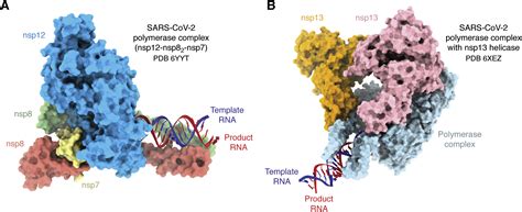 Replication Of The Coronavirus Genome A Paradox Among Positive Strand