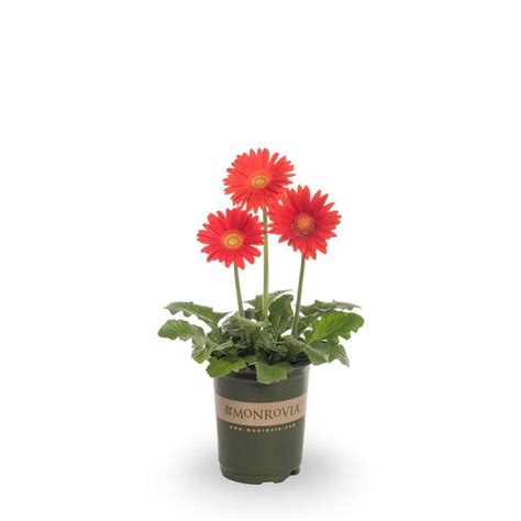 Monrovia 1 Quart Red Gerbera Daisy In Pot L3114 At