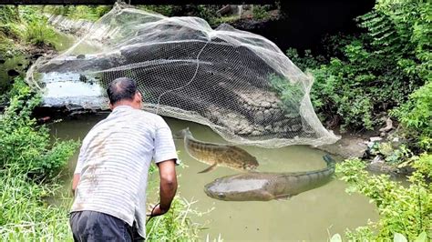 Jala Ikan Di Sungai Bareng Papa India Dan Dapat Ikan Nila Banyak Dan