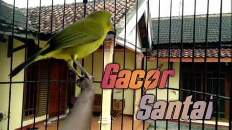 PANCINGAN PLECI OMBYOKAN AGAR CEPAT BUKA PARUH YouTube