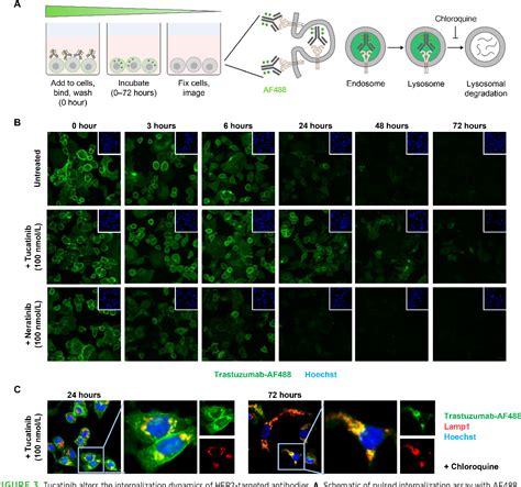 Figure 3 From HER2 Selective And Reversible Tyrosine Kinase Inhibitor