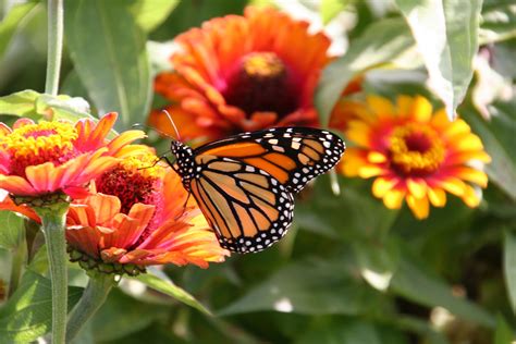 Monarchs And Milkweed Minnesota Prairie Roots