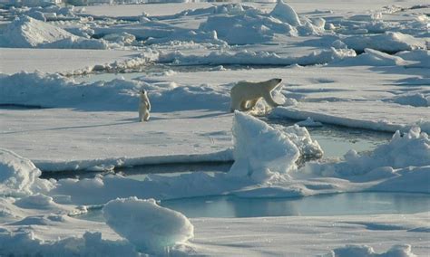 Lack Of Winter Sea Ice Disrupts Life In The Arctic Stories Wwf