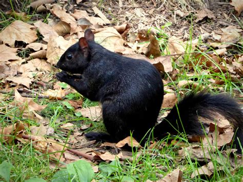 Black Squirrel by Defelozedd94 on DeviantArt