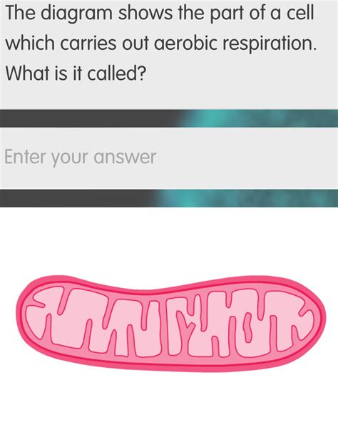 Solved: The diagram shows the part of a cell which carries out aerobic ...