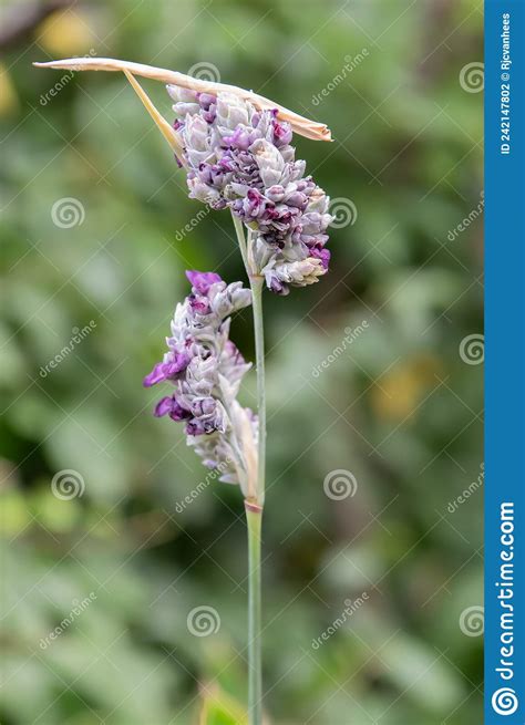 Powdery Thalia Thalia Dealbata Flower Spike Stock Photo Image Of