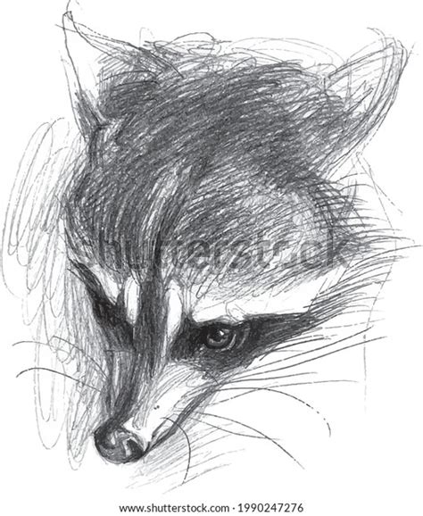 Raccoon Sketch Made Vector Print Sketchbook Stock Vector (Royalty Free ...