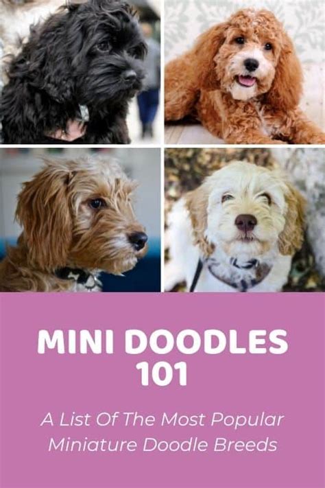 What Are The Different Types Of Doodle Dogs