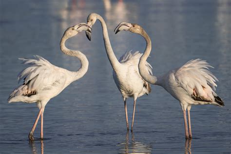 Flamenc Flamenco Comun Greater Flamingo Flamant Rose Flickr