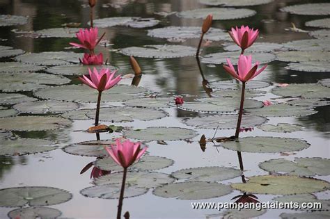 Water lily