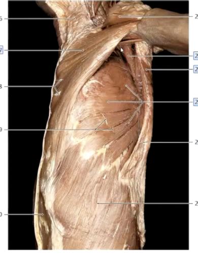 Uicom B3w1 Pectoral Region Axilla And Arm Flashcards Quizlet