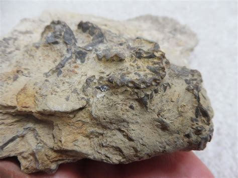 Fossil Chain Coral Halysites Wren S Nest Wenlock Limestone Uk Silurian Ebay