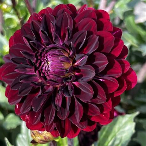 Votaniki Dahlia Blue Bird Tuber Long Lasting Bloom Attract