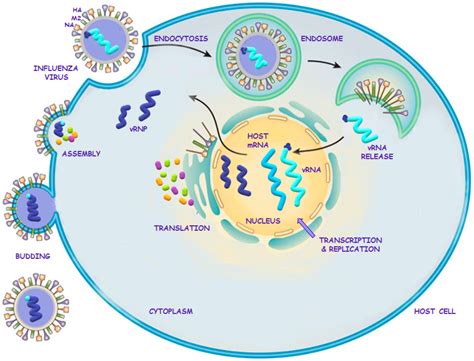 Influenza Virus Life Cycle Animation