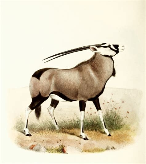 Free Oryx Antelope Side View Color Illustration Classroom Clipart