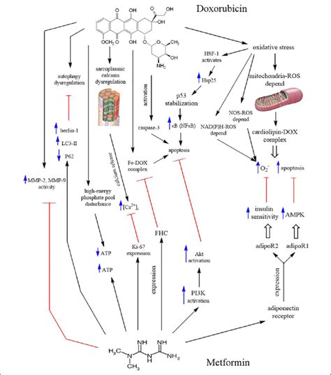 Summary Of Dox Cardiotoxic Mechanisms And Met Intervention Dox