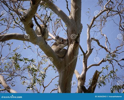 Koalas in a tree stock image. Image of white, areas, eastern - 36562043