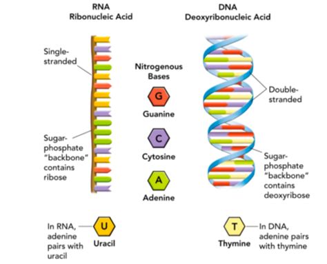 Biology Chapter 14 The Genetic Code Flashcards Quizlet