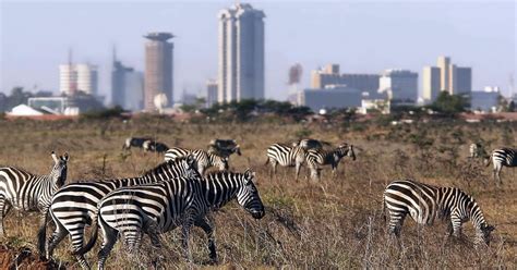 Dagstur Til Nairobi Park Elefantprojekt Og Girafcenter Getyourguide