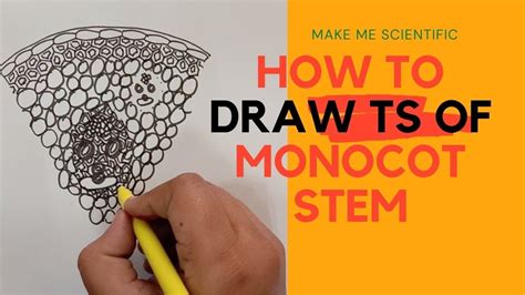 How To Draw Ts Of Monocot Stem Biology Diagrams Youtube