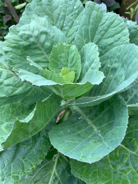 Horta Como Plantar Couve Brassica Oleracea Artofit