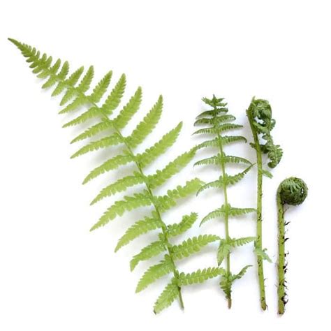 Fern Life Cycle - Complex Process of Alternation of Generations - Learn ...