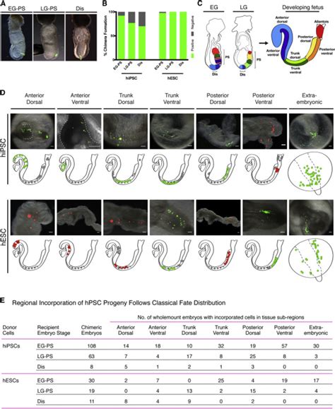 Hpscs Form Interspecies Chimeras With High Efficiency And Contribute To