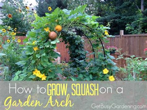 How To Grow Squash Vertically Ultimate Squash Trellising Guide Squash Arch Vertical