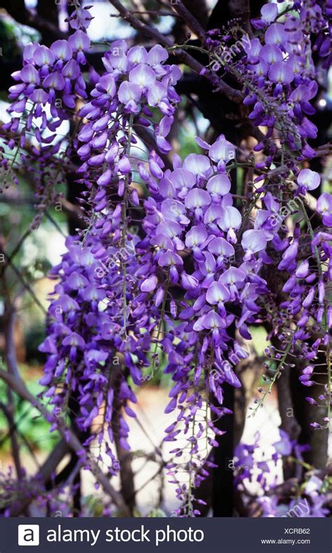 Wisteria Plant Wisteria Sinensis High Resolution Stock Photography And