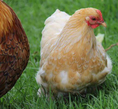 Pekin • Insteading Chicken Breeds Guide