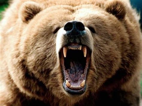 Funny wallpapers|HD wallpapers: Grizzly bear attack