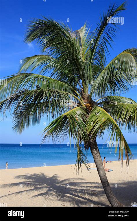 Thailand Phuket Karon Beach Palms People Stock Photo Alamy