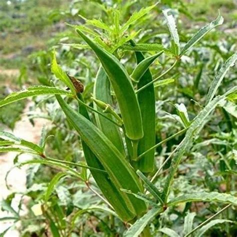 Okra Bhindi Tree At Rs 10 Fruit Tree In Karanja Id 2854156746688