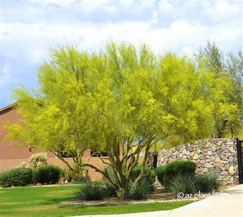 palo verde tree for sale arizona - Flood Webcast Diaporama