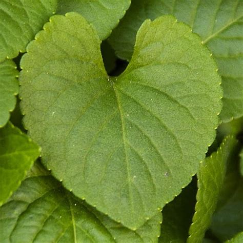 Viola Odorata Vivaces à Feuilles En Forme De Coeur Perennial Hear