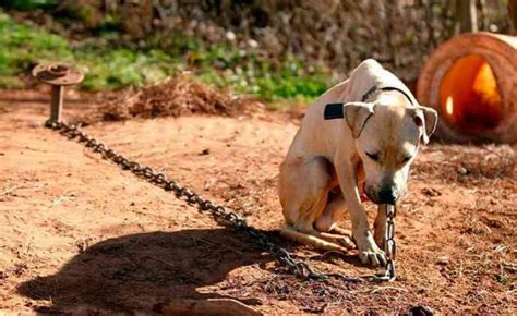 Vizinho Denuncia Homem Por Deixar Cachorro Amarrado A Rvore Debaixo De