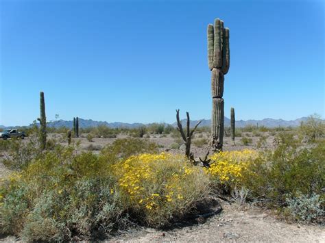 24 best images about Sonoran Desert Wildlife on Pinterest