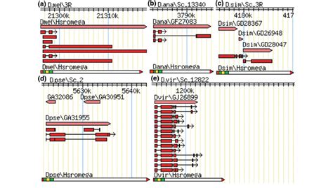 Gbrowse Genomic Co Ordinates Of Hsrx Locus In The Five Annotated