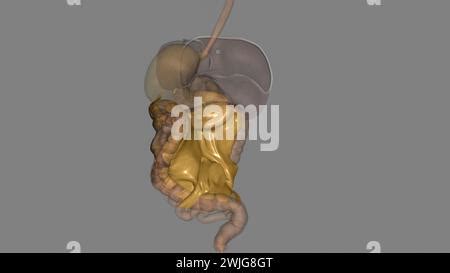 Mesentery,Transverse Mesocolon and Sigmoid Mesocolon 3d illustration ...