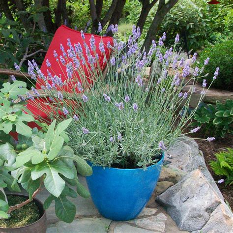 Sensational™ Lavender Plants For Sale