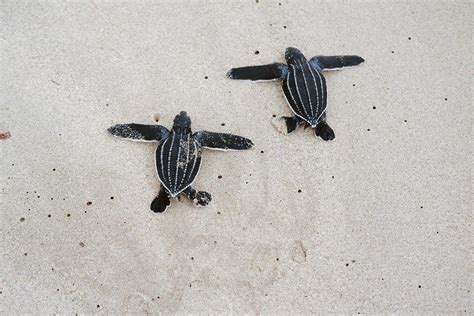 Suffocating Seas: Plastic Pollution Poses Deadly Threat For Sea Turtle ...