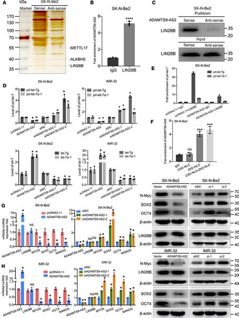 JCI Insight N6 Methyladenosinemediated Overexpression Of Long