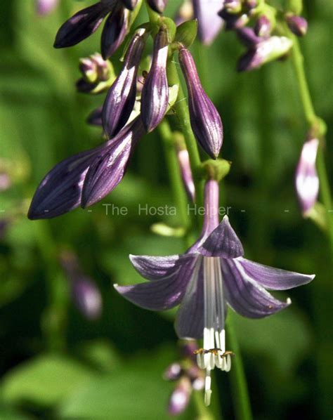 P00 Hosta 'Lemon Lime' from The Hosta Helper - Presented by PlantsGalore.Com