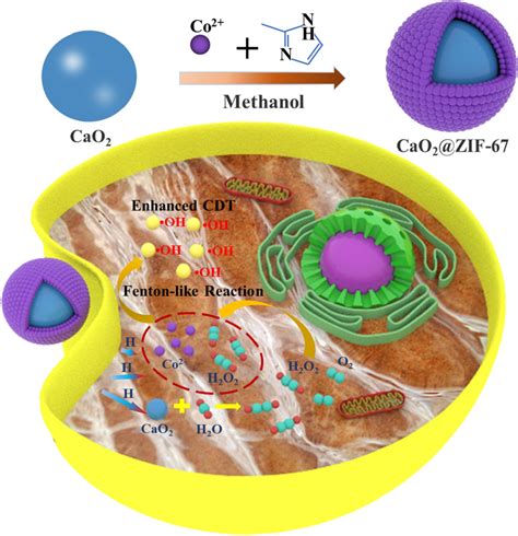 Schematic Diagram Of Synthesis And Antitumor Mechanism Of CaO2 ZIF 67